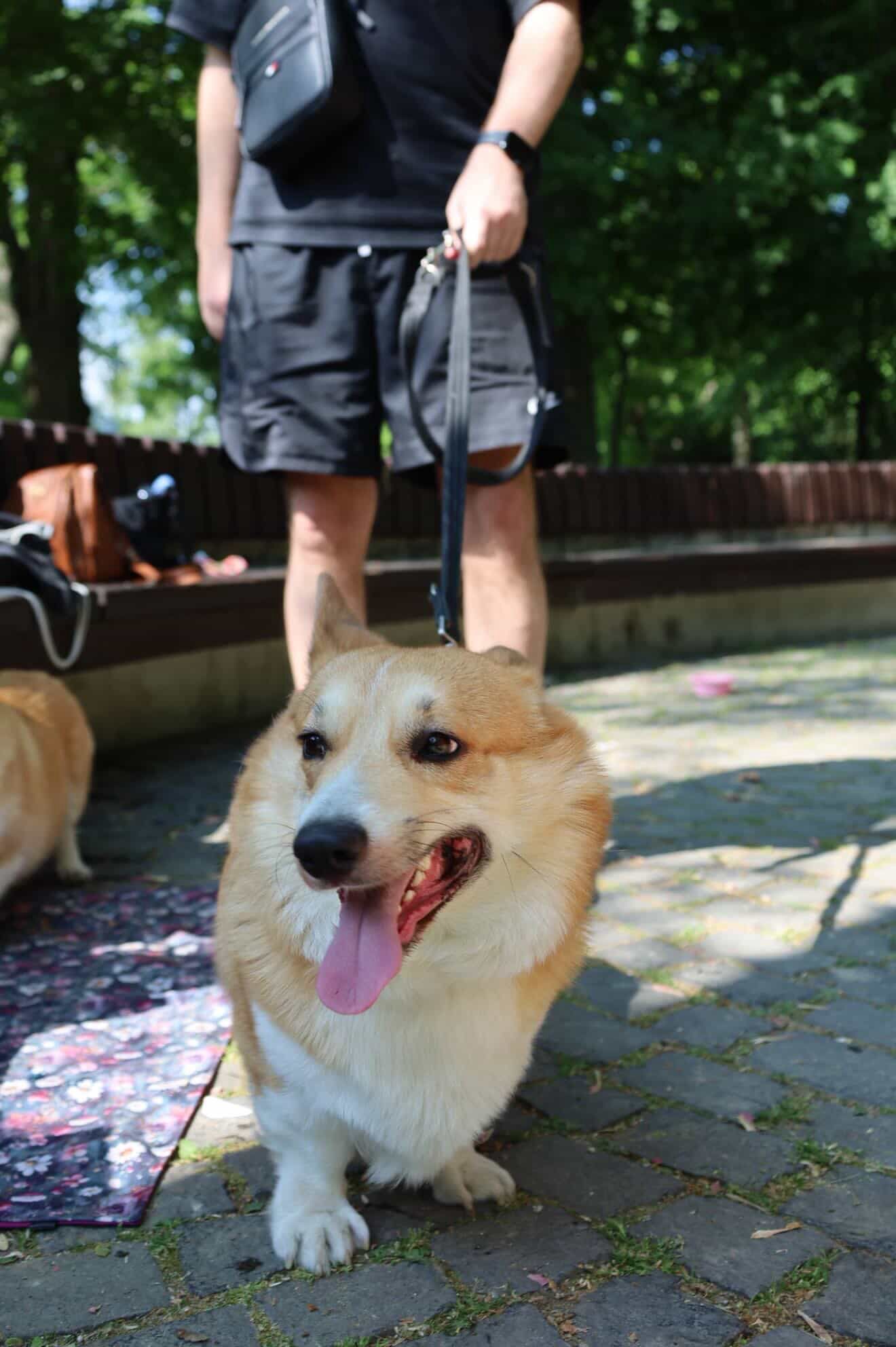 corgi meet up 9
